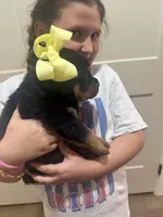 Mrs Yellow , a female Rottweiler for sale in Lufkin, TX – 4 of 5