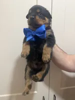Mr Blue, a male Rottweiler for sale in Lufkin, TX – 3 of 6