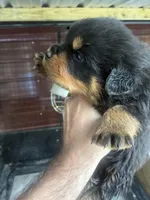 Big Bear, a male Rottweiler for sale in Lufkin, TX – 4 of 7