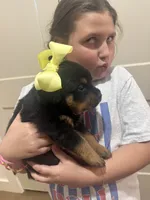 Mrs Yellow , a female Rottweiler for sale in Lufkin, TX – 3 of 5