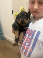 Mrs Yellow , a female Rottweiler for sale in Lufkin, TX – 2 of 5