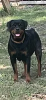 Bear (German Rott/Jenecks ), a male Rottweiler for sale in Lufkin, TX – 4 of 4
