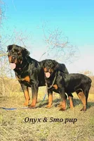 Bear (German Rott/Jenecks ), a male Rottweiler for sale in Lufkin, TX – 2 of 4
