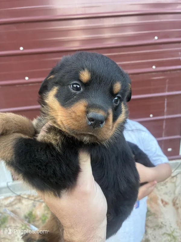 Bear (German Rott/Jenecks ) – Rottweiler puppy for sale in Lufkin, TX