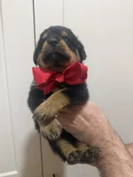 Mr Red, a male Rottweiler for sale in Lufkin, TX – 5 of 6