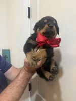 Mr Red, a male Rottweiler for sale in Lufkin, TX – 2 of 6