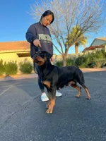 XL Rottweiler - Lady Bear, a male Rottweiler for sale in Lufkin, TX – Photo 2 of 7