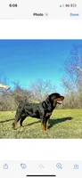 XL Rottweiler - Lady Bear, a male Rottweiler for sale in Lufkin, TX – Photo 7 of 7