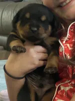 XL Rottweiler - Lady Bear, a male Rottweiler for sale in Lufkin, TX – Photo 1 of 7