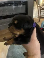 XL Rottweiler - Lady Bear, a male Rottweiler for sale in Lufkin, TX – Photo 5 of 7