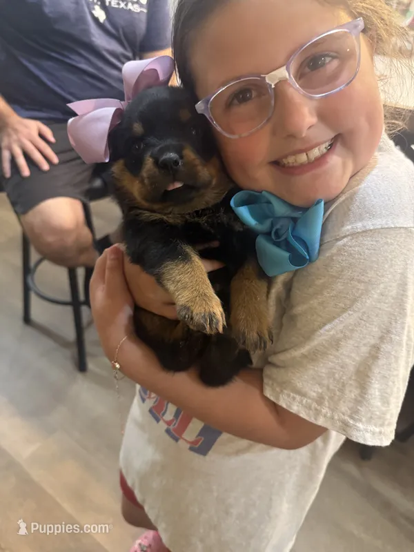 Mrs Purple  – Rottweiler puppy for sale in Lufkin, TX
