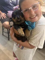 Mrs Purple , a female Rottweiler for sale in Lufkin, TX – 1 of 3