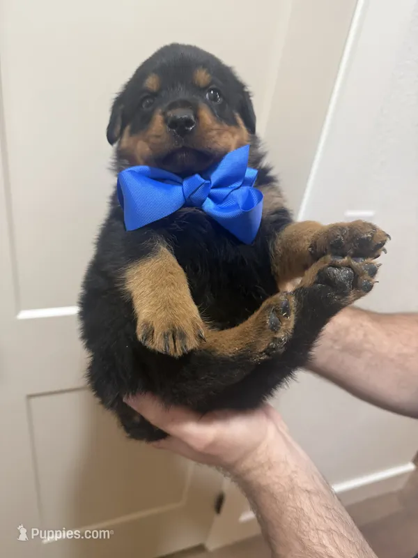 Mr Blue – Rottweiler puppy for sale in Lufkin, TX