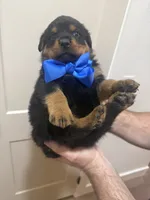 Mr Blue, a male Rottweiler for sale in Lufkin, TX – 1 of 6
