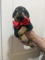 Mr Red, a male Rottweiler for sale in Lufkin, TX – 4 of 6