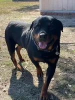 Budro, a male Rottweiler for sale in Lufkin, TX – Photo 5 of 10
