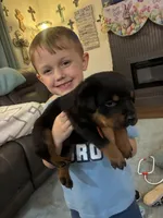 Budro, a male Rottweiler for sale in Lufkin, TX – Photo 10 of 10