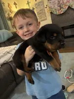 Budro, a male Rottweiler for sale in Lufkin, TX – Photo 9 of 10