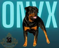 Budro, a male Rottweiler for sale in Lufkin, TX – Photo 3 of 10