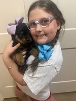 Mrs Purple , a female Rottweiler for sale in Lufkin, TX – 3 of 3