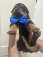 Mr Blue, a male Rottweiler for sale in Lufkin, TX – 2 of 6