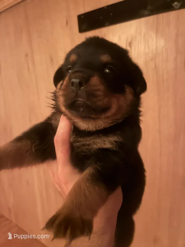 Mr Bear – Rottweiler puppy for sale in Lufkin, TX