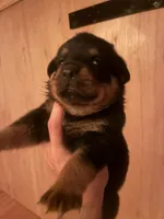 Mr Bear, a male Rottweiler for sale in Lufkin, TX – 1 of 4