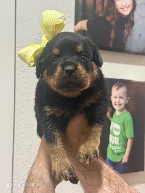 Mrs Yellow  – Rottweiler puppy for sale in Lufkin, TX
