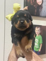 Mrs Yellow , a female Rottweiler for sale in Lufkin, TX – 1 of 5