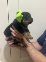 Mrs Light Green, a female Rottweiler for sale in Lufkin, TX – 3 of 3
