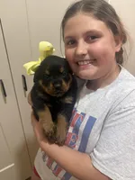Mrs Yellow , a female Rottweiler for sale in Lufkin, TX – 5 of 5