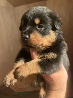 Mr Bear, a male Rottweiler for sale in Lufkin, TX – 3 of 4