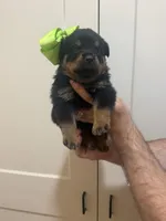 Mrs Light Green, a female Rottweiler for sale in Lufkin, TX – 2 of 3