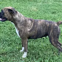 Olivia AKC, a female Boxer for sale in Houston, MO – Photo 3 of 4