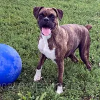 Olivia AKC, a female Boxer for sale in Houston, MO – Photo 1 of 4