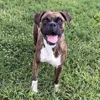 Olivia AKC, a female Boxer for sale in Houston, MO – Photo 4 of 4