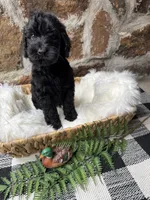 Orange-Male, a male Goldendoodle for sale in Muskogee, OK – 2 of 2