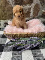 Purple-Female, a female Goldendoodle for sale in Muskogee, OK – 2 of 2