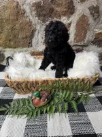 Blue-Male, a male Goldendoodle for sale in Muskogee, OK – 1 of 3