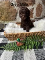 Grey-Male, a male Goldendoodle for sale in Muskogee, OK – 1 of 3