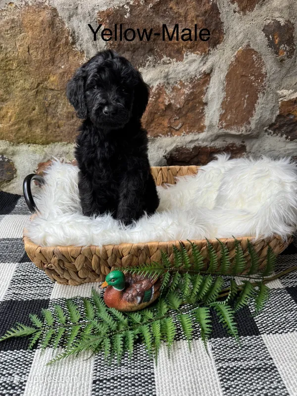Yellow-Male – Goldendoodle puppy for sale in Muskogee, OK