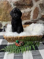 Yellow-Male, a male Goldendoodle for sale in Muskogee, OK – 1 of 3