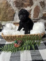 Blue-Male, a male Goldendoodle for sale in Muskogee, OK – 2 of 3