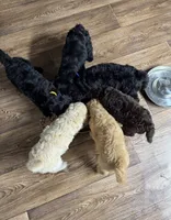 Blue-Male, a male Goldendoodle for sale in Muskogee, OK – 3 of 3