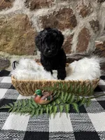 Yellow-Male, a male Goldendoodle for sale in Muskogee, OK – 2 of 3