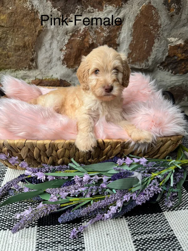 Pink-Female – Goldendoodle puppy for sale in Muskogee, OK