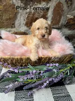 Pink-Female, a female Goldendoodle for sale in Muskogee, OK – 1 of 2