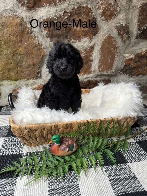 Orange-Male – Goldendoodle puppy on hold in Muskogee, OK