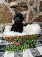 Orange-Male, a male Goldendoodle for sale in Muskogee, OK – 1 of 2