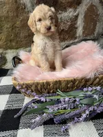 Pink-Female, a female Goldendoodle for sale in Muskogee, OK – 2 of 2